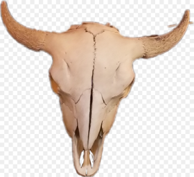 Cow Skull Skullbones Skull Deer Hd Png Download