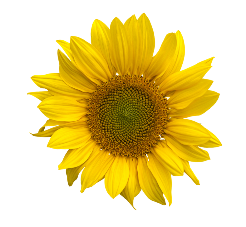 png sunflower