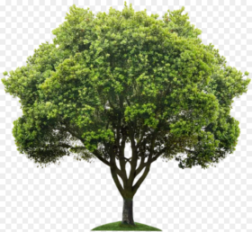 Beautiful Tree Png with Background Transparent