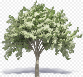 Elm Tree Axonometric Tree Png Transparent Png