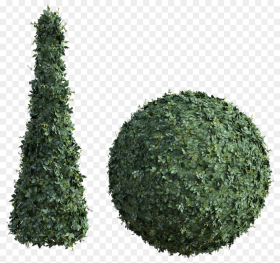 Topiary Bush Tall Hedge Round Green Leaves Shrub