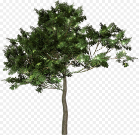 Tree Forest Clip Art Transparent Old Trees Hd