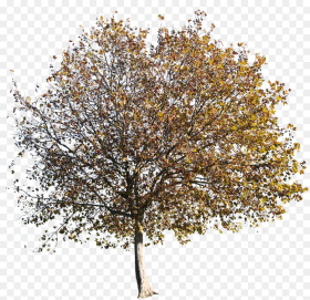 Autumn Tree Oak Cutout Hd Png Download