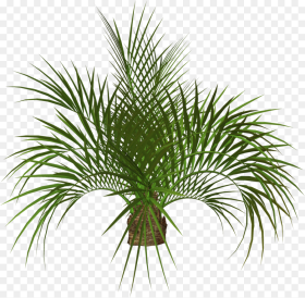 Green Png and Palm Tree Image Png Hd