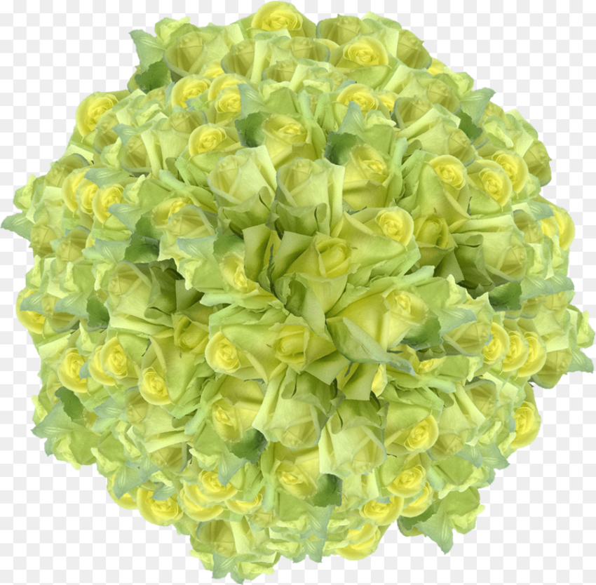 Light Green Color Rose Flowers Bulk Sale Special