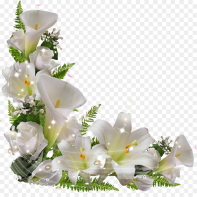 Lily Flower Hd Png