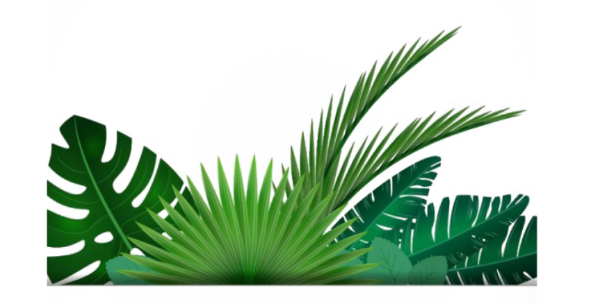 tropical png palm leaf
