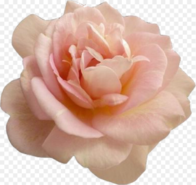 Beautiful Pink Rose Flower  Pink Flower Png