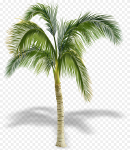 Transparent Palm Tree Free Clipart Palm Trees In