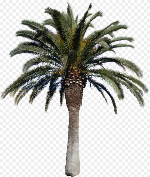 Transparent Images Pluspng Download Date Palm Tree Png