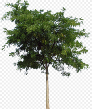 Tree Front View Png Transparent Png