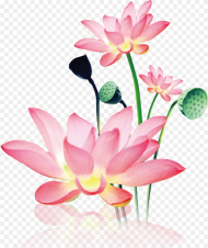 Hand Painted Decorative Free Png  Lotus Png
