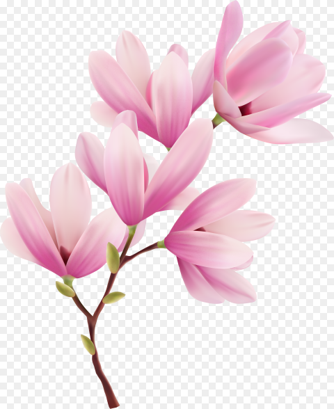 Magnolia Clipart Spring Hd Png Download