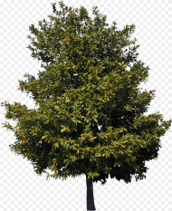 American Sycamore Tree Birch Cedar Clip Art American