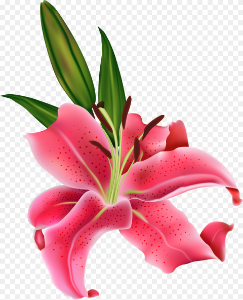 Lily Pink Flower Png Clipart Clipart Flower Lily