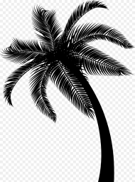 Coconut Date Palm Leaf Palm Trees Black And