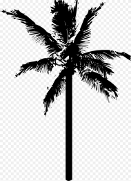 White Palm Tree Png Coconut Tree Vector Transparent
