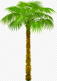 Palm Tree Top View Png Transparent Png