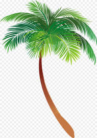 Asian Palmyra Palm Illustration Palm Trees Vector png Graphics
