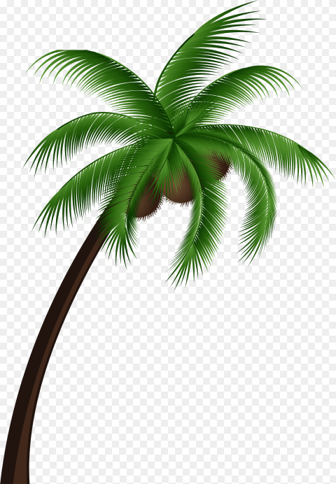 Palm Tree Top View Png Coconut Tree Clipart