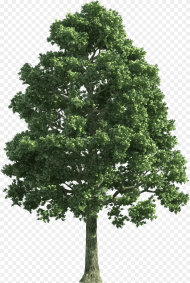 Green Realistic Tree Png Clip Art Transparent Animated