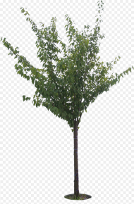 Cherry Tree Png Transparent Png