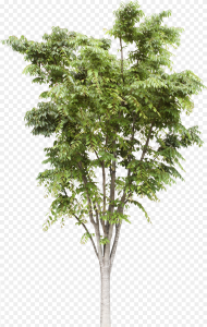 Trees Png Transparent Png