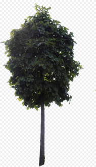 Small Tree Png Transparent Png