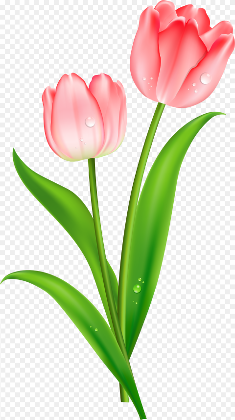 Tulip Clipart Hd Png Download