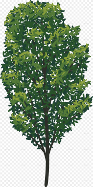 Tree  No Stroke American Holly Hd Png
