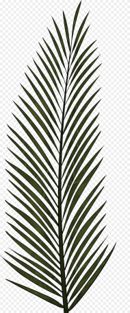 Cliparts for Free Download Palm Clipart Fern And