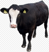 Black Cow Png Image Download Picture Black Cow