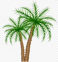 Transparent Palm Trees Clipart Palm Tree No Background