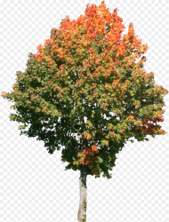 Tree Png High Resolution High Res Tree Png