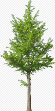 Jack Tree Png Free Download Tree Front View