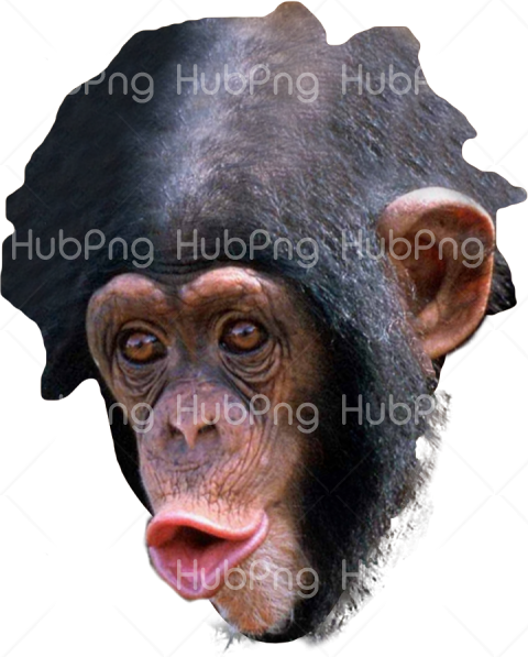 emot monkey png Transparent Background Image for Free