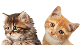 2 cats png transparent background