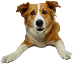 brown and white dog png