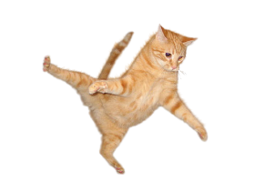 cat no background png